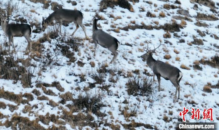 圖為巖羊和馬鹿集體覓食?！《继m縣融媒體中心 供圖