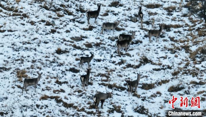 圖為巖羊和馬鹿集體覓食?！《继m縣融媒體中心 供圖