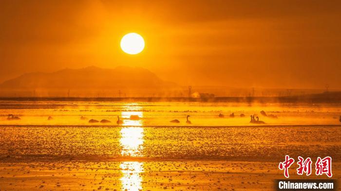 圖為天鵝群在湖中休憩?！『螁⒔?攝