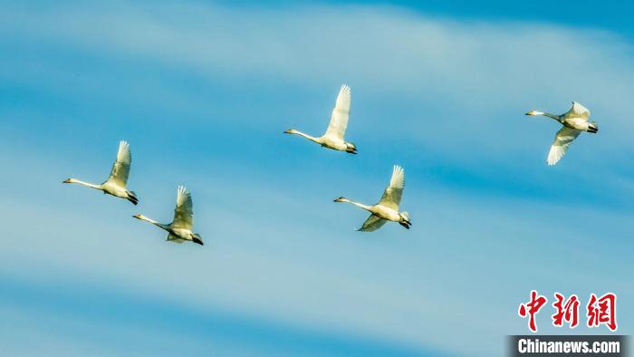 圖為天鵝在空中飛翔。　何啟金 攝