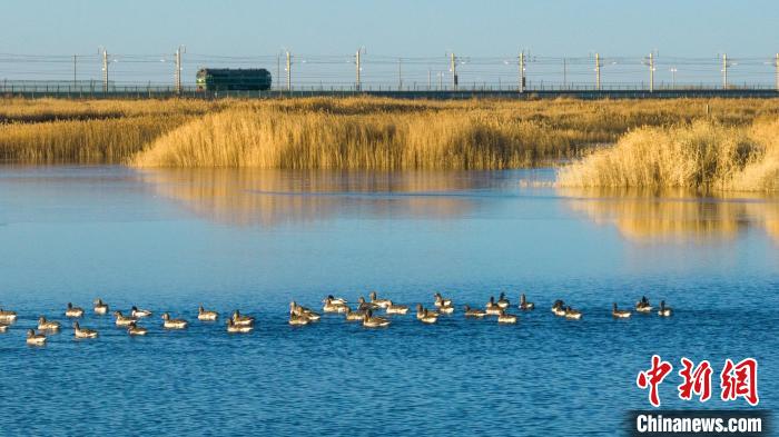 圖為多種野生鳥類在湖中游蕩?！『螁⒔?攝