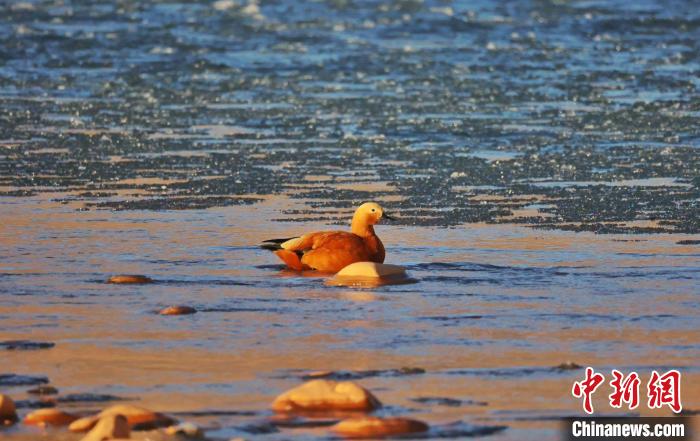 圖為赤麻鴨自在游曳。　白日丁布江才 攝