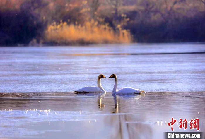 圖為天鵝在湖面嬉戲?！◇泱憔?攝