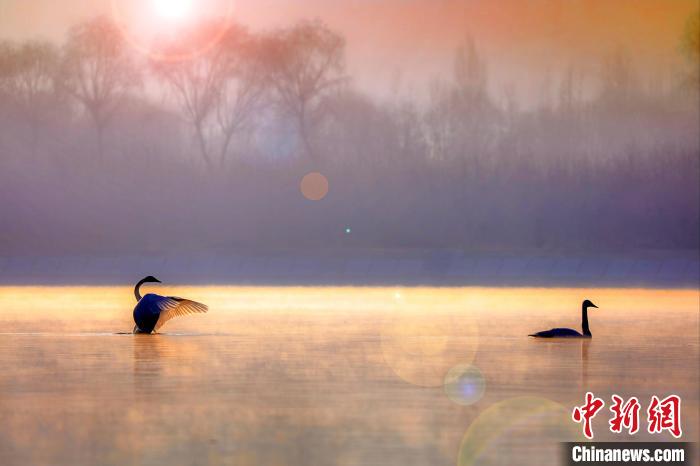 圖為天鵝在湖面嬉戲。　筱筱君 攝