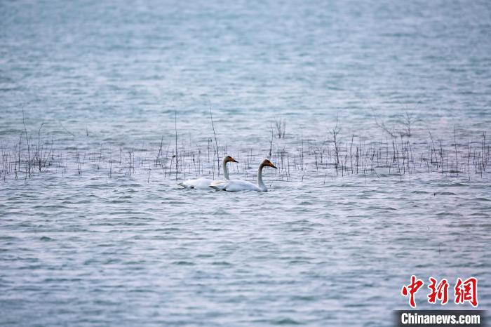圖為天鵝在湖面嬉戲?！◇泱憔?攝
