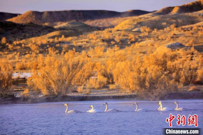 圖為黃河岸畔貴德縣迎來天鵝“做客”?！◇泱憔?攝