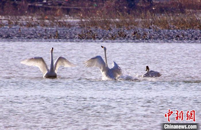 圖為黃河岸畔貴德縣迎來天鵝“做客”?！◇泱憔?攝
