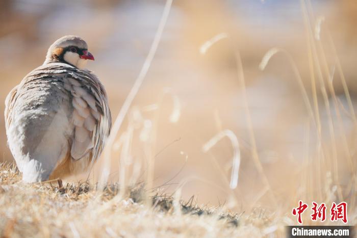 圖為都蘭縣境內(nèi)的鳥(niǎo)類?！±?攝