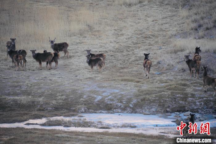 圖為都蘭縣境內(nèi)的野生動(dòng)物?！±?攝