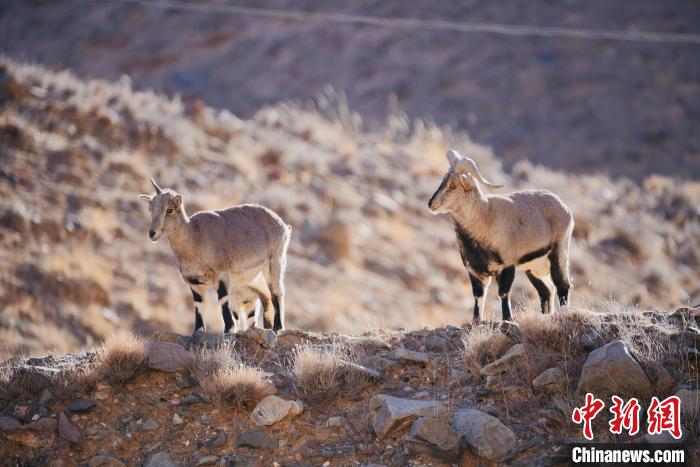 圖為都蘭縣境內(nèi)的野生動(dòng)物。　拉毛杰 攝