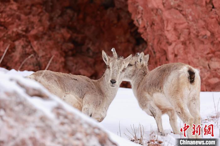 圖為在雪中悠然自得的巖羊。　白日丁布江才 攝