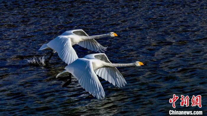 圖為兩只大天鵝?！?yán)桉 攝