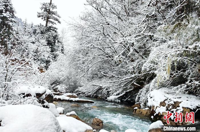 大熊貓國家公園王朗片區(qū)春雪如畫，宛若仙境?！×_春平 攝
