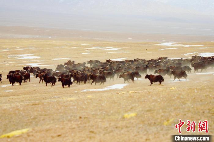 圖為青海省治多縣索加鄉(xiāng)的牛群。(資料圖) 治多縣委宣傳部 供圖