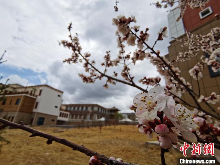 青海：初春遇降雪，百里不同“風(fēng)”