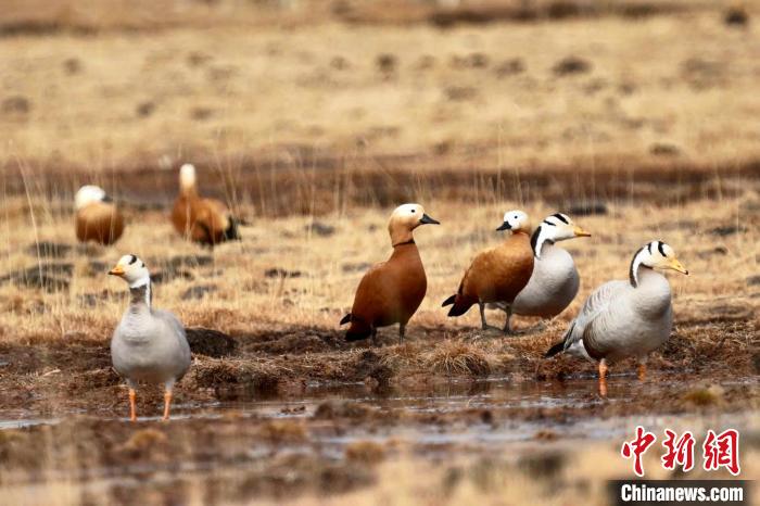 圖為斑頭雁和赤麻鴨?！“?攝
