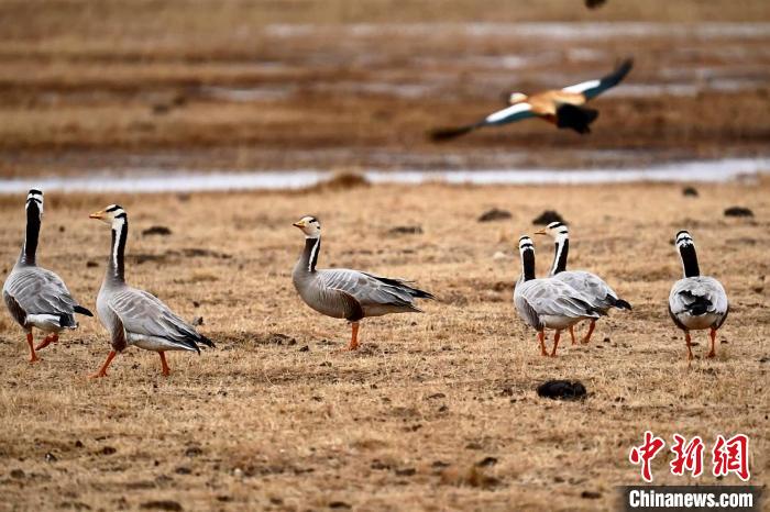 圖為成群的斑頭雁?！“?攝