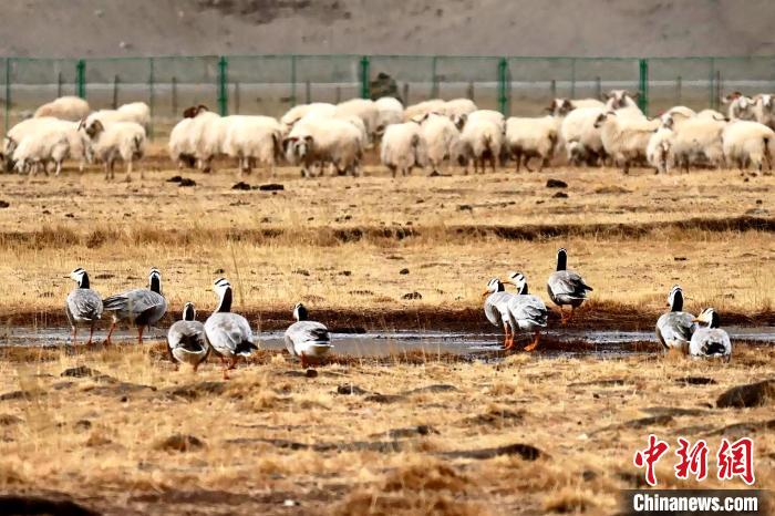 圖為羊群邊的成群斑頭雁?！“?攝