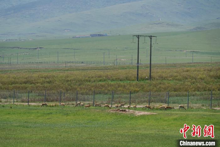 圖為成群普氏原羚在草場上愜意覓食，悠閑自在。　馬銘言 攝