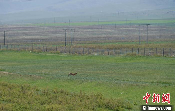 圖為一只普氏原羚在草場上奔跑?！●R銘言 攝