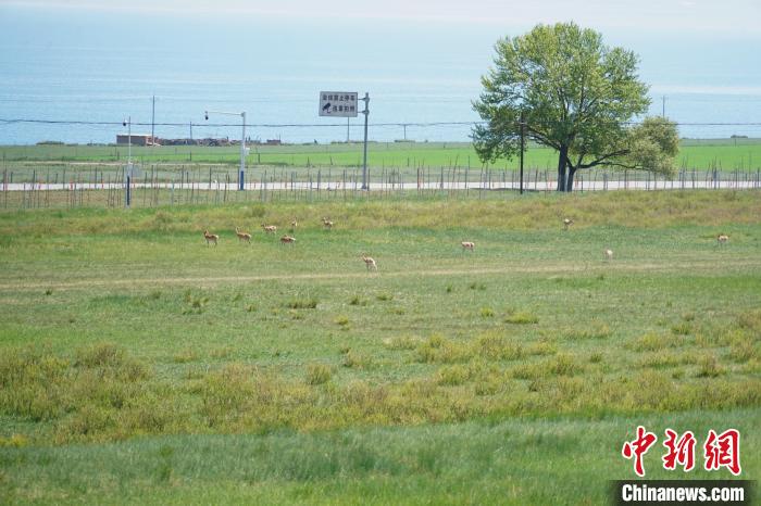 圖為成群普氏原羚在草場上愜意覓食，悠閑自在?！●R銘言 攝