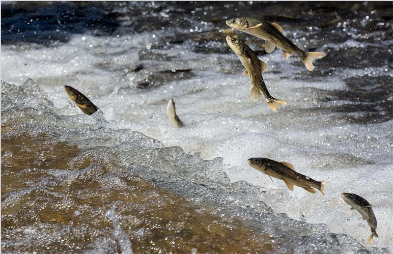 湟魚洄游。才旦桑吾攝