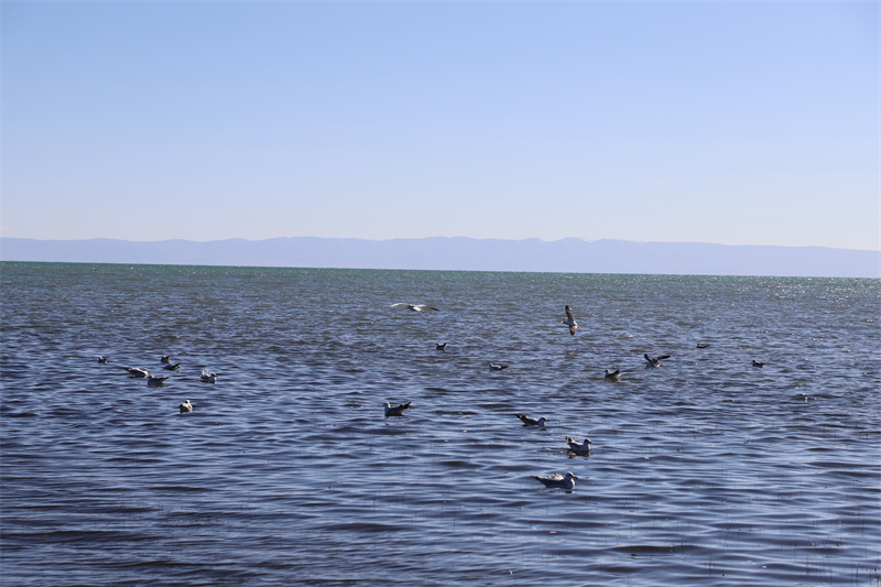 青海湖北岸仙女灣。才旦桑吾攝