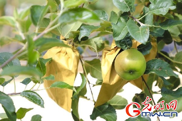 我們的家園｜小蘋果帶動大產(chǎn)業(yè)，帶你看看這座阿壩州小村的鄉(xiāng)村振興新模式