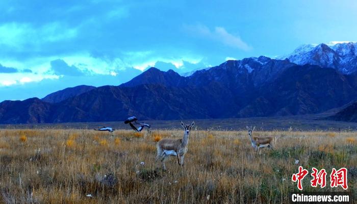 黑頸鶴、鵝喉羚多種野生動(dòng)物“同框”現(xiàn)身青海都蘭湖國家濕地公園