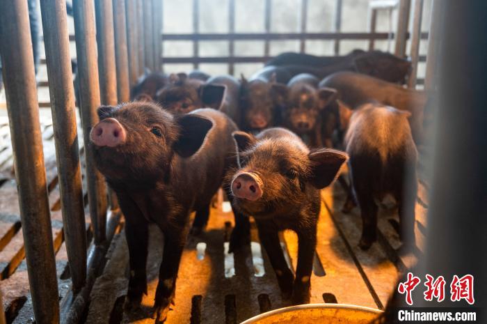 西藏林芝藏豬產(chǎn)業(yè)走上標(biāo)準(zhǔn)化、產(chǎn)業(yè)化之路