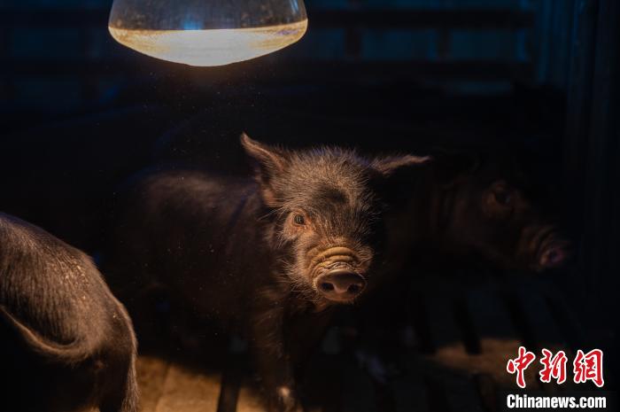 圖為藏豬被稱為“高原之珍”，以口感佳、營養(yǎng)價(jià)值高而聞名?！『闻罾?攝