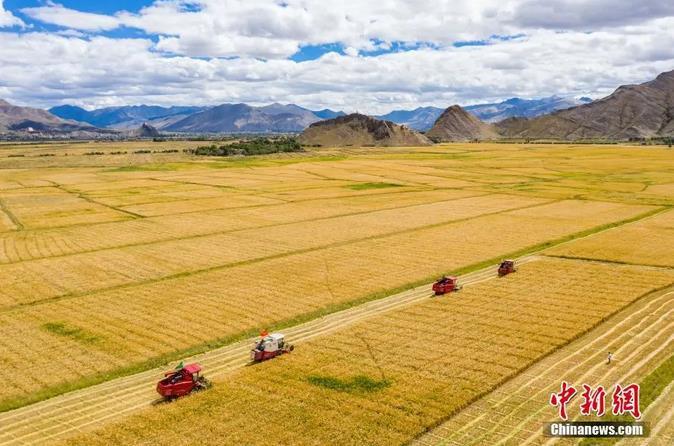 資料圖：西藏日喀則市江孜縣紫金鄉(xiāng)努堆村村民利用收割機收青稞。<a target='_blank' ><p  align=
