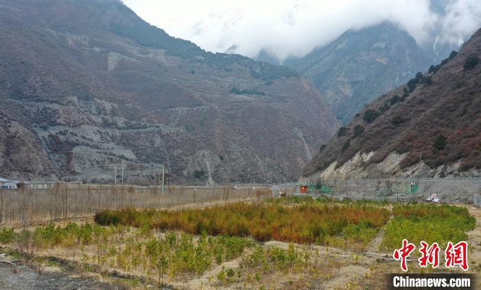 【幸?；ㄩ_新邊疆】山南隆子縣藏族小伙的“綠色夢(mèng)想”