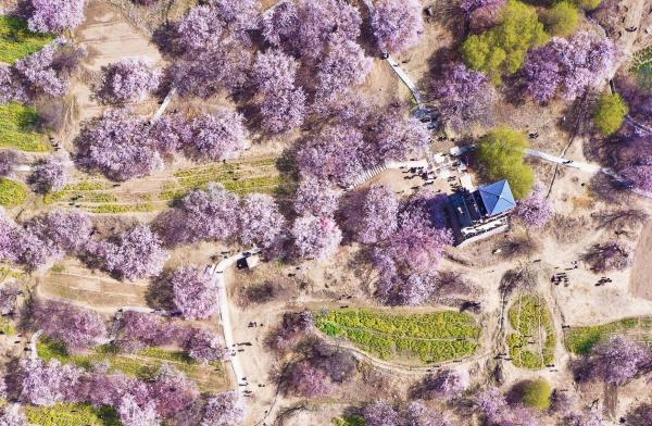 世外桃源！一組圖告訴你，西藏林芝桃花能有多美