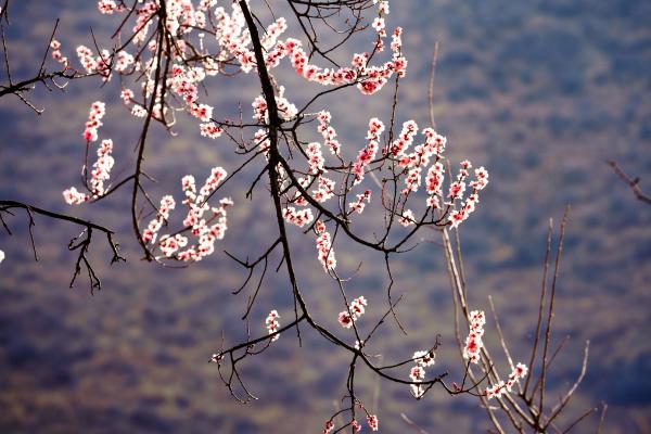 世外桃源！一組圖告訴你，西藏林芝桃花能有多美
