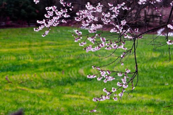 世外桃源！一組圖告訴你，西藏林芝桃花能有多美