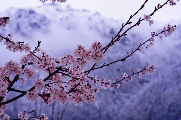 世外桃源！一組圖告訴你，西藏林芝桃花能有多美