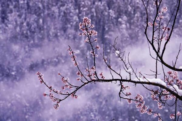 世外桃源！一組圖告訴你，西藏林芝桃花能有多美