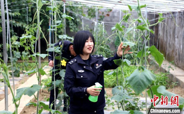 圖為李冬雪在溫室大棚里勞作?！∥鞑爻鋈刖尺叿罊z查總站供圖