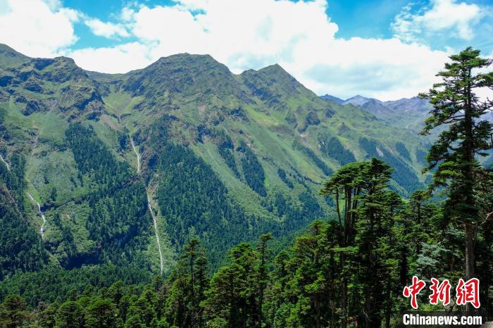 圖為西藏玉麥鄉(xiāng)森林資源。(資料圖) 江飛波 攝