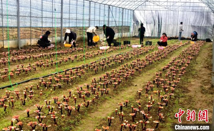 西藏米林“家庭農(nóng)場(chǎng)”:引領(lǐng)種植產(chǎn)業(yè)助力鄉(xiāng)村振興