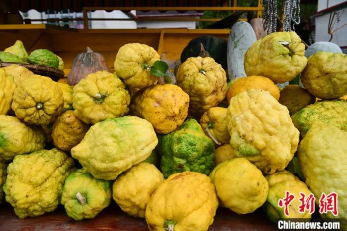 墨脫大檸檬，學名香櫞，和檸檬均為蕓香科植物。(<a target='_blank' href='/'><p  align=