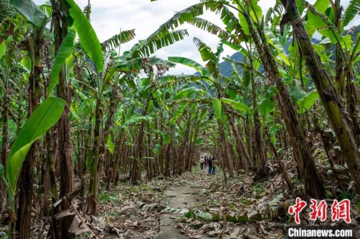 墨脫公路沿線的芭蕉林。