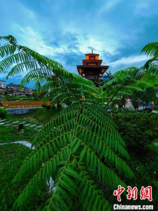 墨脫縣城公園里的桫欏。