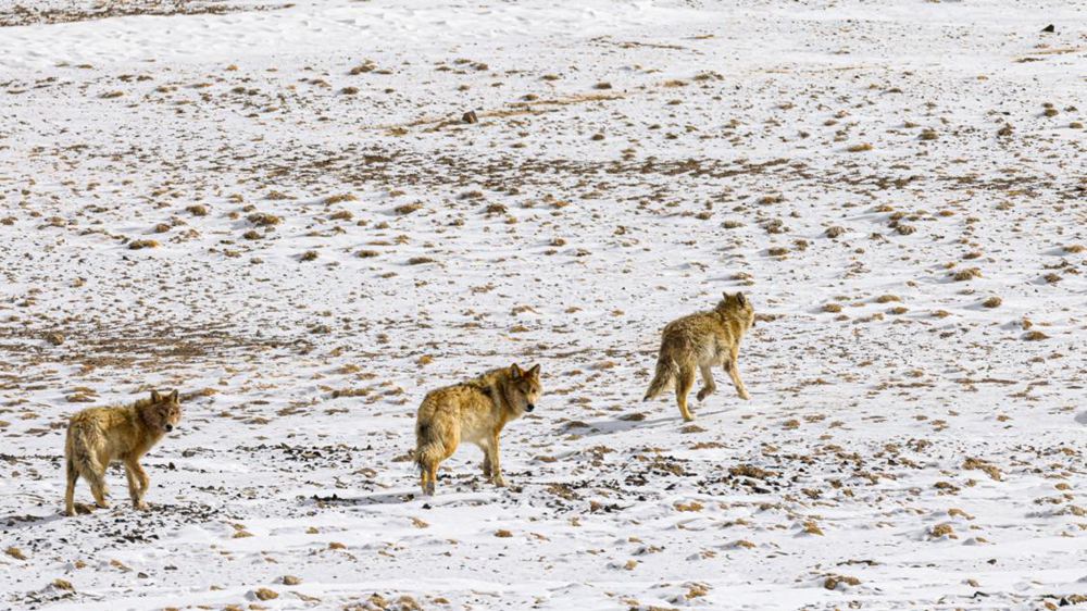 狼。金阿次仁攝