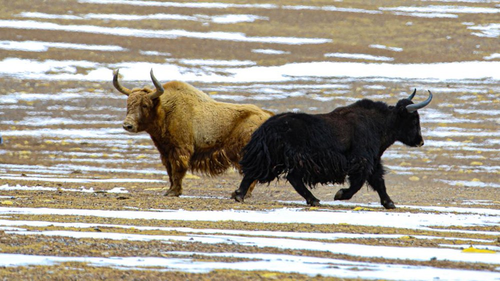 野牦牛。金阿次仁攝