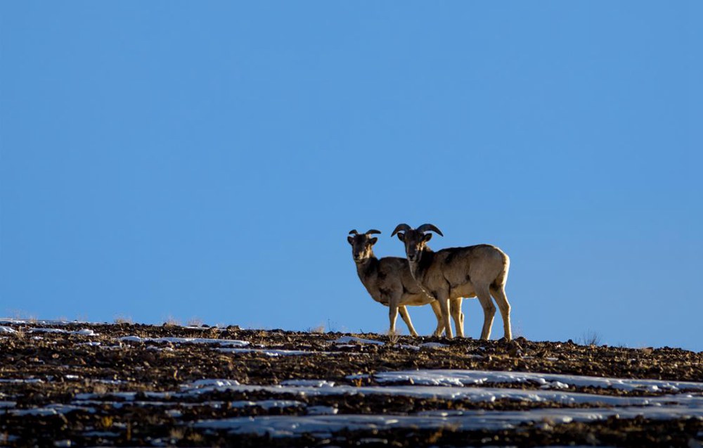 盤(pán)羊。金阿次仁攝