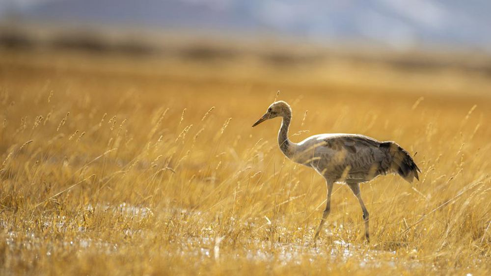 黑頸鶴幼鳥(niǎo)。金阿次仁攝
