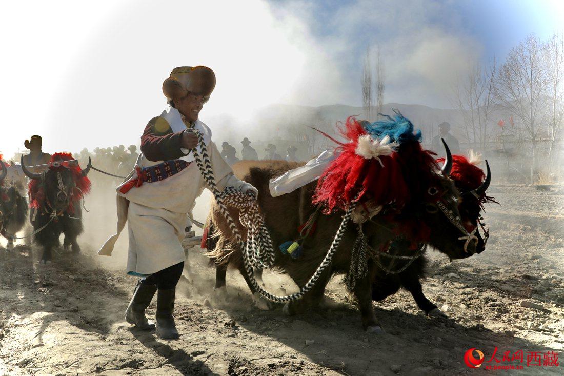 山南市扎囊縣扎其鄉(xiāng)孟卡榮村迎來春耕第一犁。人民網(wǎng) 次仁羅布攝