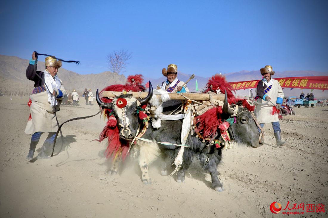 在過去漫長的歲月里，牦牛是農(nóng)耕的主力，“二牛抬杠”代表了一個時代。人民網(wǎng) 次仁羅布攝